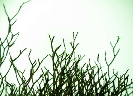 Dry bush on a white backgroundの写真素材