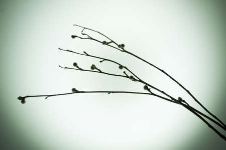 bush dry out lighted circular backgroundの写真素材