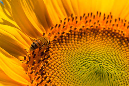 bee collecting pollen on suflower
