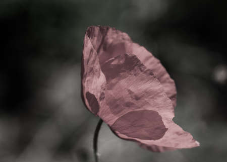 poppy flowerの写真素材