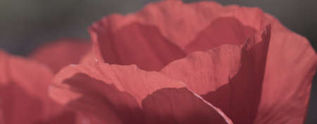 poppy flowerの写真素材