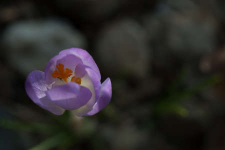 close up of crocus flower on natural background