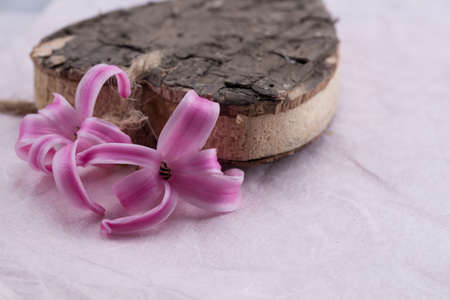 hearth wood an cyclamen flower on papaer backgroundの写真素材