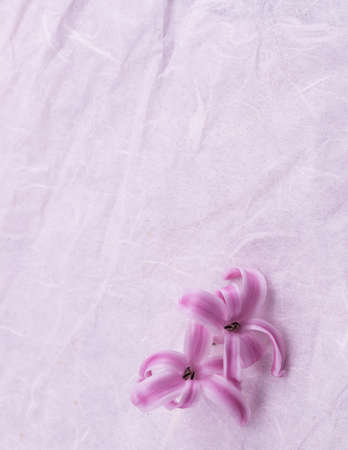 hyacinths flower on white backgroundの写真素材