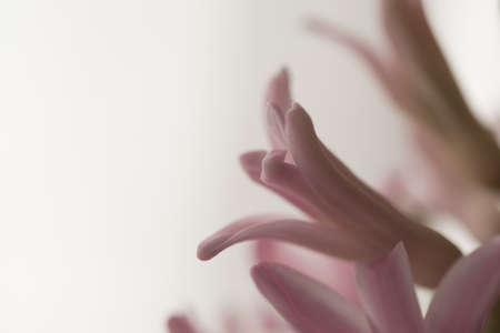 hyacinths flower on white backgroundの写真素材