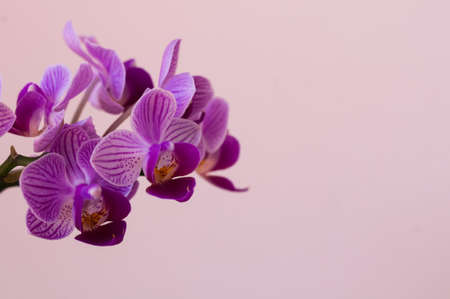 orchid flowerの写真素材