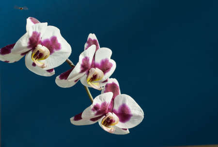 orchid flowerの写真素材