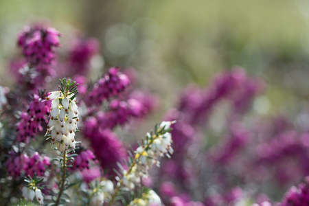 Heather Flowers,Erica carnea L on natural backgroundの写真素材