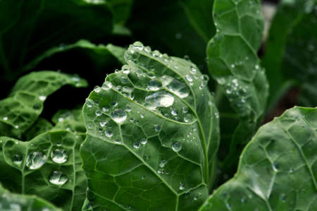 closeup of cabbage with dewの写真素材