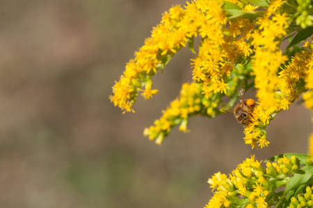 honeybees collects pollen on goldenrod