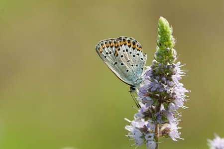 buttefly collects nectar on flowers