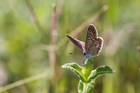 buttefly collects nectar on flowersの写真素材