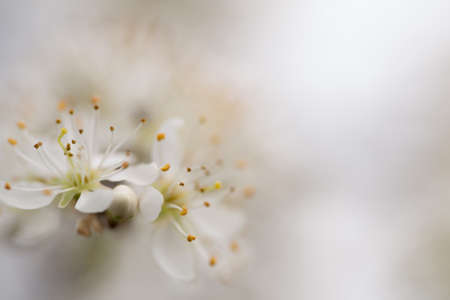 plumb flower on natural backgroundの写真素材