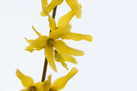 Forsythia flowers,beautiful springtime blossomの写真素材