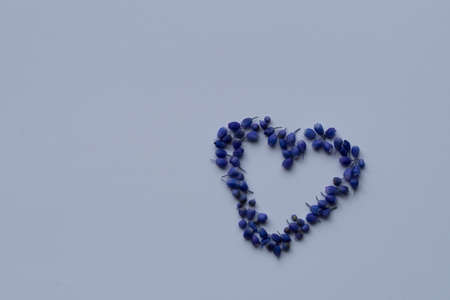 Heart shaped sympathy muscari flowers on white backgroundの写真素材