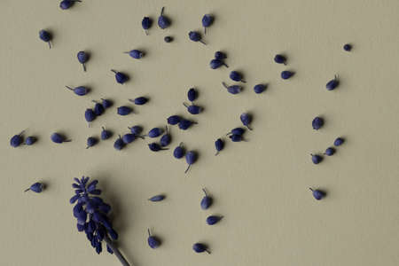 Flowers composition, muscari on white backgroundの写真素材