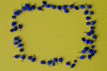 Flowers composition, muscari on yellow background