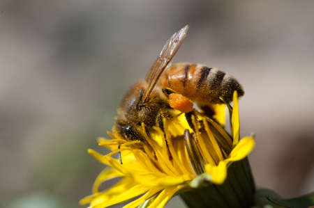 bee collects pollen on dandelion flowerの写真素材