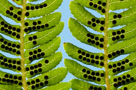 fern leaves closeup on natural backgroundの写真素材