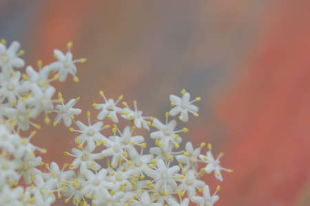 sambuco flowers on natural backgroundの写真素材
