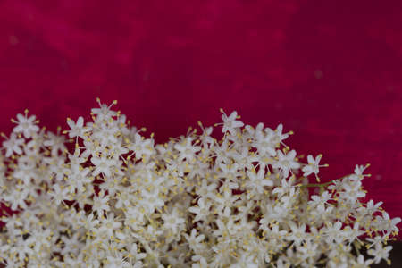 sambuco flowers on red painted woodの写真素材