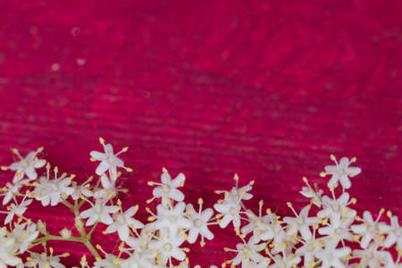 sambuco flowers on red painted woodの写真素材