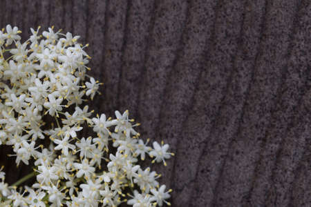 sambuco flowersの写真素材