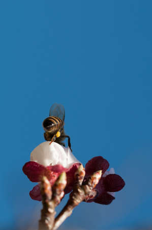 Bee collecting pollen on peach flower