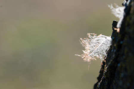 Easy feather in the air on the palmの写真素材