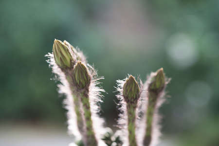 echinopsis subdenudata buds on natural backgroundの写真素材