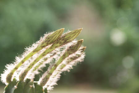echinopsis subdenudata buds on natural backgroundの写真素材