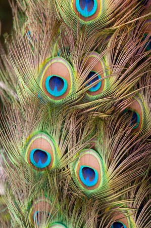 bautiful Peacock colorful featherの写真素材