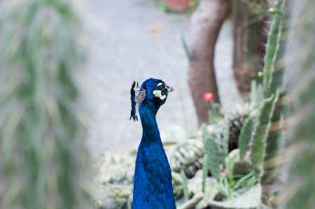 bautiful Peacock colorful featherの写真素材