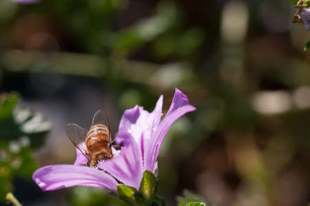 honeybees collect pollen on malva flowerの写真素材