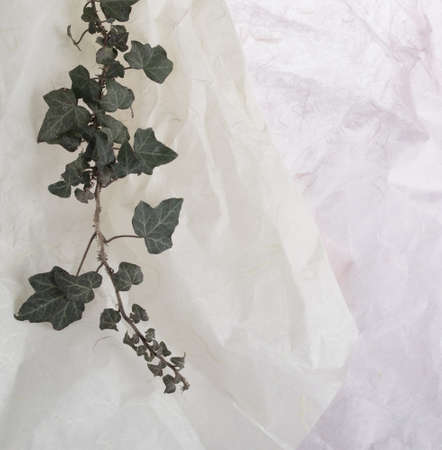 Ivy branch isolated on white rice paper backgroundの写真素材