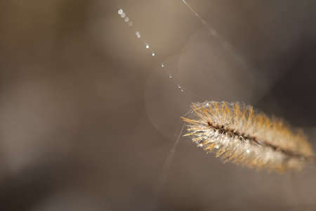 rime on spikes in the morgnig on natural background