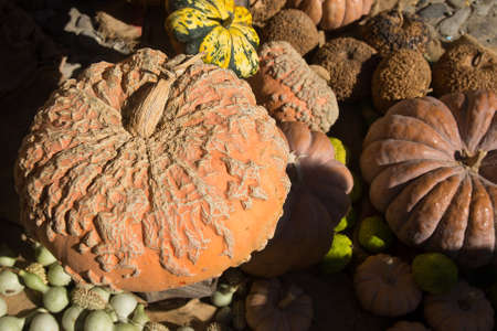 exhibition of pumpkins on a farmer marketの写真素材