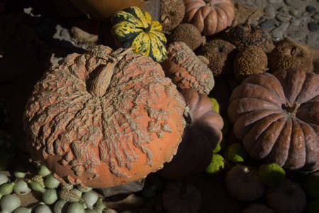 exhibition of pumpkins on a farmer marketの写真素材