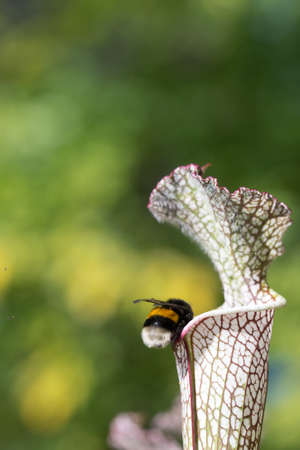 close up of Saracenia carnivorous plant on natural background
