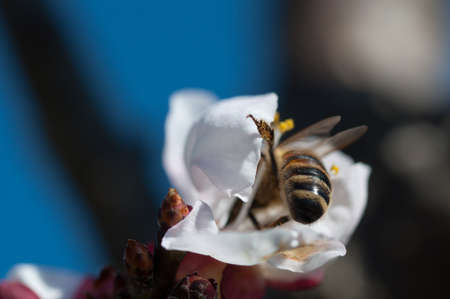 honey bees does pollination service on apricot flowerの写真素材