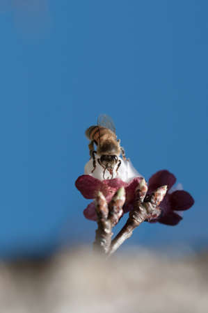 honey bees does pollination service on apricot flowerの写真素材