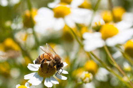 honeybees collectc pollen on Camomile flower on natural backgroundの写真素材