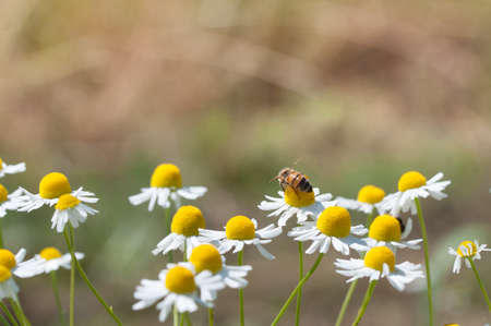 honeybees collectc pollen on Camomile flower on natural backgroundの写真素材