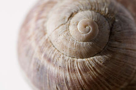 closeup of empty spiral shell with blurry backgroundの写真素材
