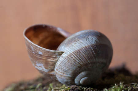 closeup of empty spiral shell with blurry background