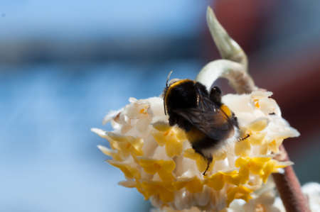 Bumblebee on a white flower. Bumblebee collecting nectar on whiteflowerの写真素材