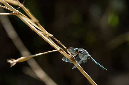 Dragonfly take a rest on stem with natural backgroundの写真素材