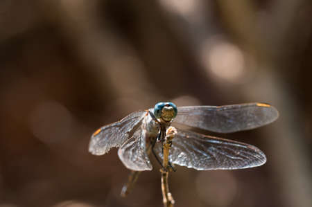 Dragonfly take a rest on stem with natural backgroundの写真素材