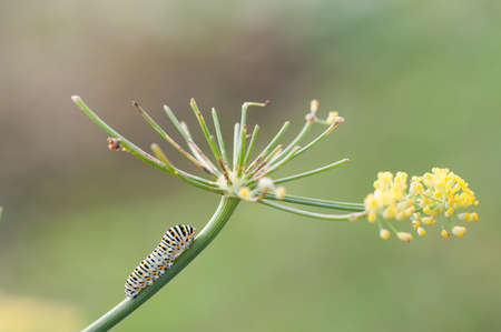 Swallowtail caterpillar or papilio machaon close up feeding on a wild fennel plantの写真素材