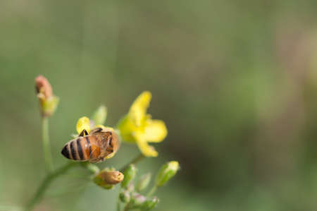 close up of a bee collecting pollen on a wild rucola flower